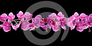 Branch of beautiful orchid on background. Banner design