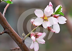 Branch with beautiful peach blossoms