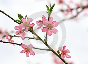 Branch with beautiful peach blossoms