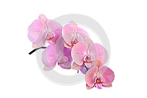 Branch of beautiful pink Phalaenopsis orchid isolated on white