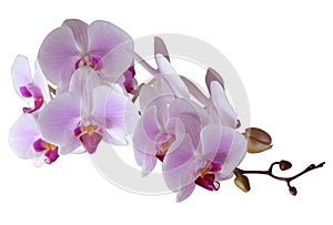 Branch of beautiful pink Phalaenopsis orchid flower isolated on white background.
