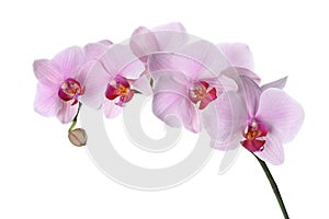 Branch of beautiful pink Phalaenopsis orchid on white