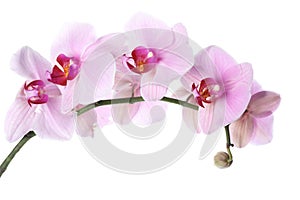 Branch of beautiful pink Phalaenopsis orchid isolated