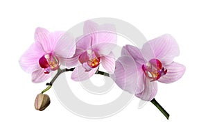 Branch of beautiful pink Phalaenopsis orchid isolated on white