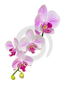 Branch of beautiful pink and white Phalaenopsis Orchid isolated on white background.