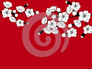 Branch of beautiful seasonal white cherry blossom on red background. Vector
