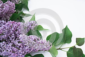 A branch of a beautiful spring lilac with green leaves on a white background. Copyspace. For design of cards, invitations, wedding
