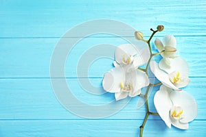Branch with beautiful tropical orchid flowers on color wooden background, top view