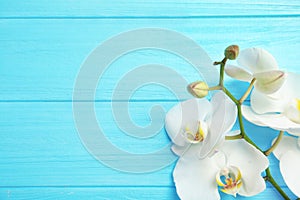 Branch with beautiful tropical orchid flowers on color wooden background, top view.