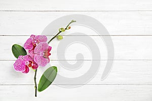 Branch with beautiful tropical orchid flowers on white wooden background, top view
