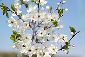 Branch with beautiful white cherry flowers, buds