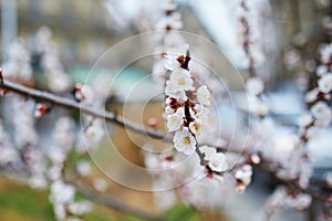 Branch with beautiful white flowers in full bloom on a spring day on a street of Paris, France