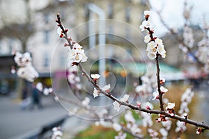 Branch with beautiful white flowers in full bloom on a spring day on a street of Paris, France