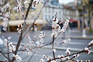 Branch with beautiful white flowers in full bloom on a spring day on a street of Paris, France