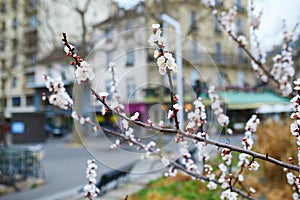 Branch with beautiful white flowers in full bloom on a spring day on a street of Paris, France