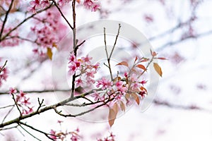 Branch of beautiful  wild Himalayan cherry blossom   in daylight.Thailand