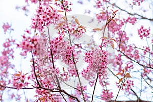 Branch of beautiful  wild Himalayan cherry blossom   in daylight.Thailand