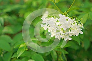 A branch of beauty petite white petals Wrightia shrub on green leafs background, flowering and fragrant plant in a garden