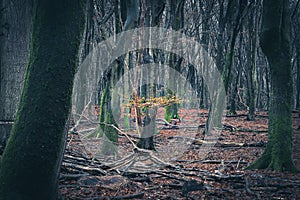 Branch with beech leaves on a tree in a forest of crooked tree trunks