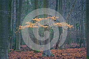 Branch with beech leaves on a tree in a forest of crooked tree trunks