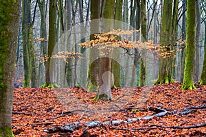 Branch with beech leaves on a tree in a forest of crooked tree trunks