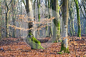 Branch with beech leaves on a tree in a forest of crooked tree trunks