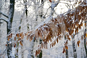 Branch of a beechen tree Fagus sylvatica L. with autumn leaves, covered with snow