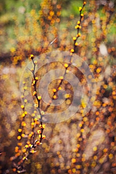 Branch of berberis