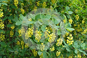 Branch of Berberis vulgaris with pendulous yellow flowers