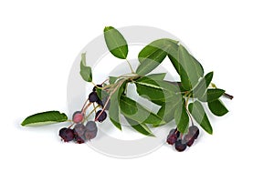 Branch with berries amelanchier or chuckley pear