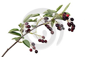 Branch with berries amelanchier or chuckley pear