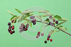 Branch with berries amelanchier or chuckley pear