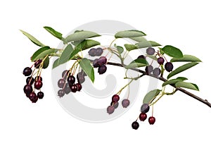 Branch with berries amelanchier or chuckley pear