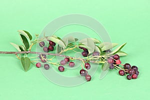 Branch with berries amelanchier or chuckley pear