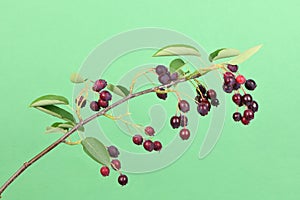 Branch with berries amelanchier or chuckley pear