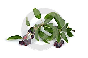 Branch with berries amelanchier or chuckley pear photo