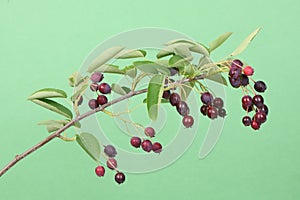 Branch with berries amelanchier or chuckley pear photo