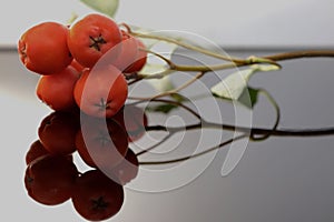 Branch with berries of a rowan tree on a mirror dark surface in autumn, close-up. photo