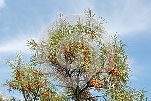 Branch with berries of sea buckthorn