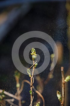 A branch of a berry bush with young juicy buds on a spring sunny day macro photography.