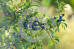 Branch of berry fruit