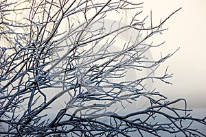 Branch of big tree covered with snow russia