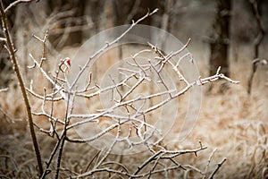 Branch of big tree covered with snow russia