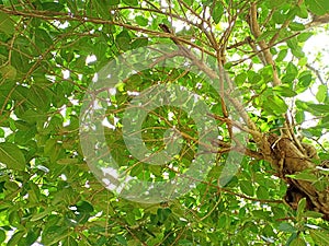 A branch of the big tree photo