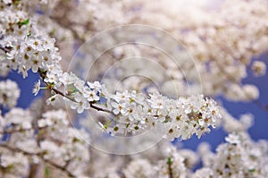 Rama de el gran blanco un árbol 