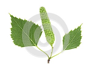 Branch of birch with bud and green leaves isolated on white background