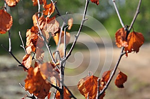 Branch of birch with dry brown leaves on the background with green. Early autumn