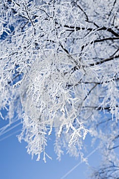 Branch of birch in the frost