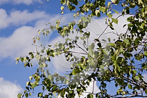 Branch of birch with green and yellow leaves on the background with blue sky. Early autumn