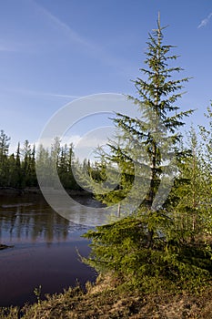 Branch of birch with green and yellow leaves on the background with blue sky. Early autumn